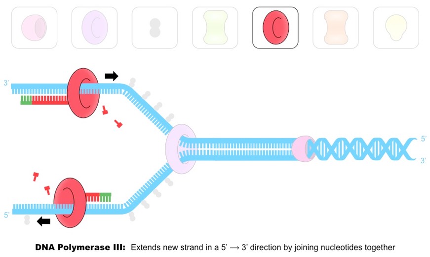 <p>DNA polymerase III attaches to the 3’ end of the RNA primer and covalently joins free complementary base nucleotides in a 5’ to 3’ direction with phosphodiester bonds. </p>