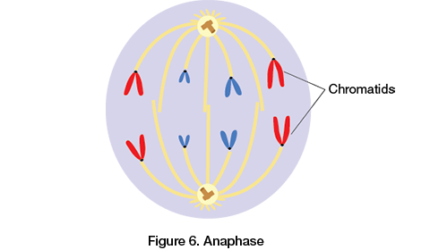 <ul><li><p>The proteins holding the sister chromatids together deactivate</p></li><li><p>Kinetochore microtubules pull the sister chromatids apart toward opposite poles of the cell</p></li><li><p>Nonkinetochore microtubules elongate the cell</p></li></ul>
