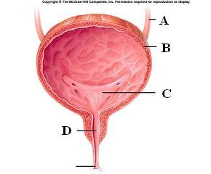 <p>expandable muscular sac, makes space for urine</p>