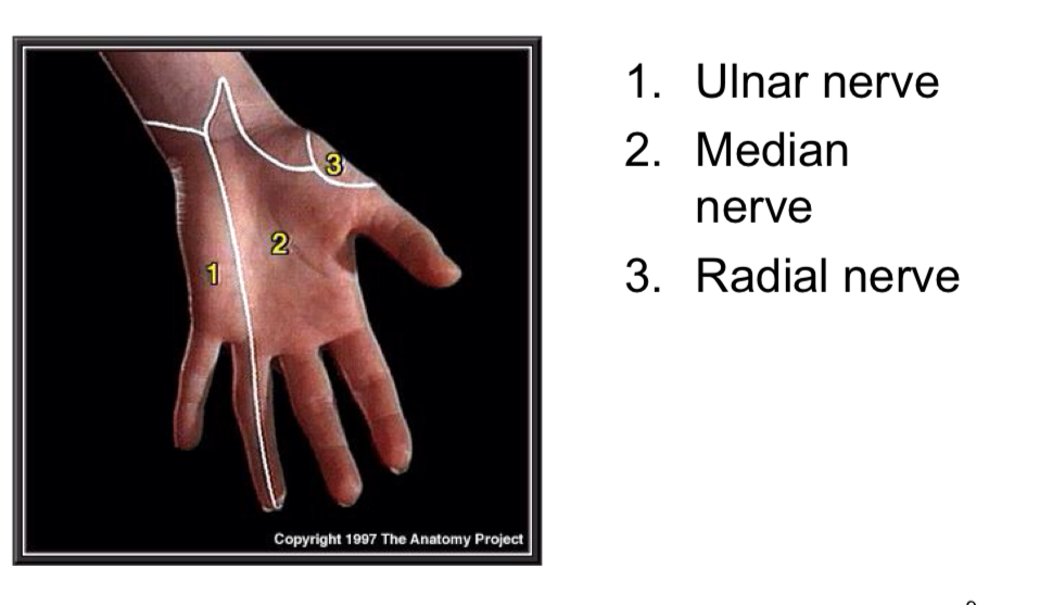 <ul><li><p>how sensitive an area of your body is reflects how many nerves present</p></li><li><p>place that are more sensitive have more nerves</p></li><li><p>Back has less nerves than palm</p></li><li><p>Palm has 3 nerves: ulnar, median and radial nerve</p></li></ul><p></p>