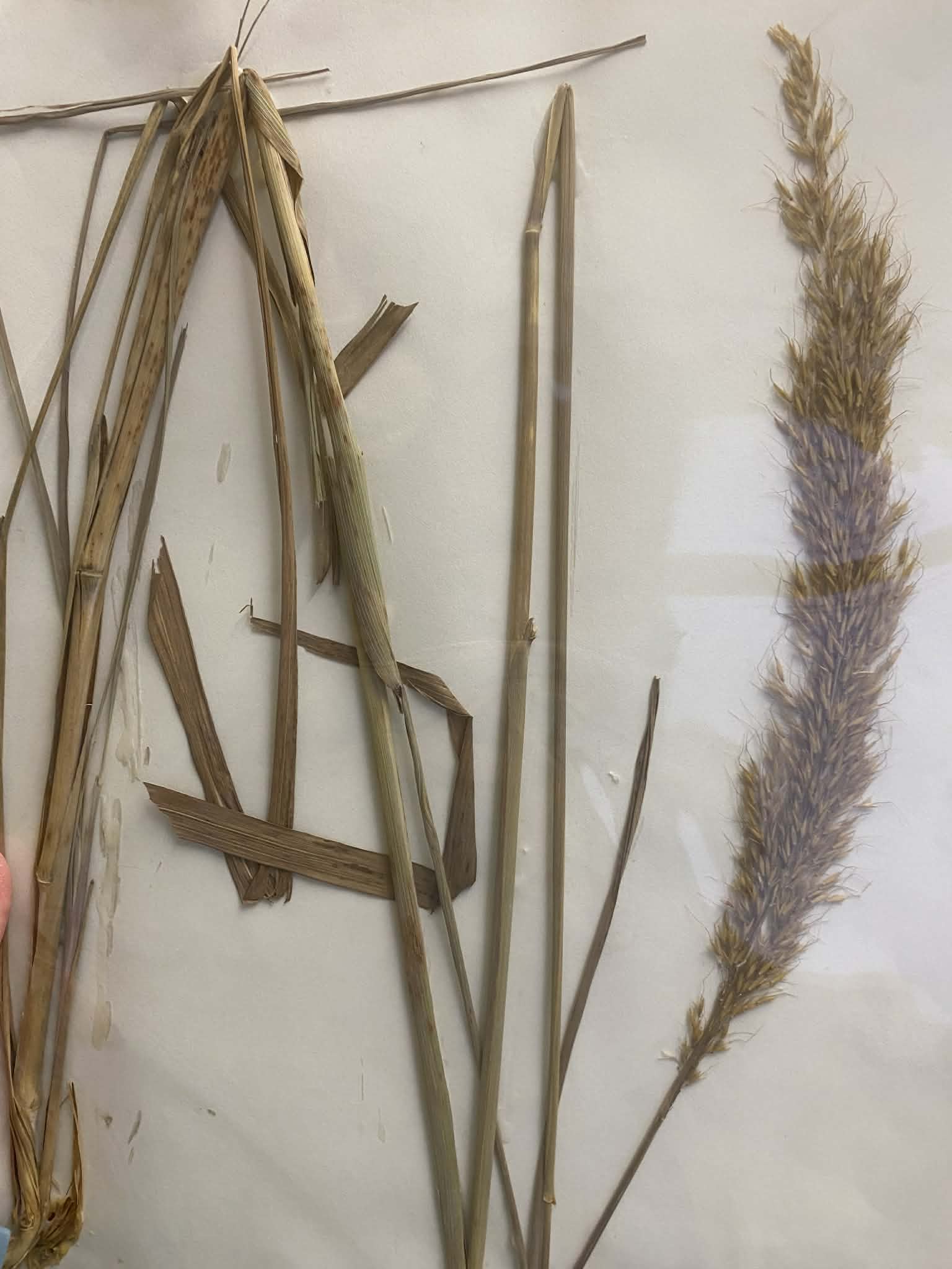 <p>Andropogoneae, P, N, Sorghastrum nutans, Indiangrass</p>