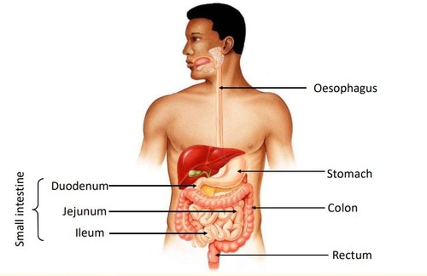 <p>1. Oesophagus</p><p>2. Stomach</p><p>3. Colon</p><p>4. Rectum</p><p>5. Small intestine = duodenum, jejunum, ileum</p>