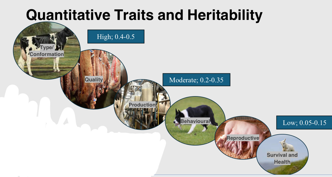 <p>Lower heritability leads to more variation, why?</p>