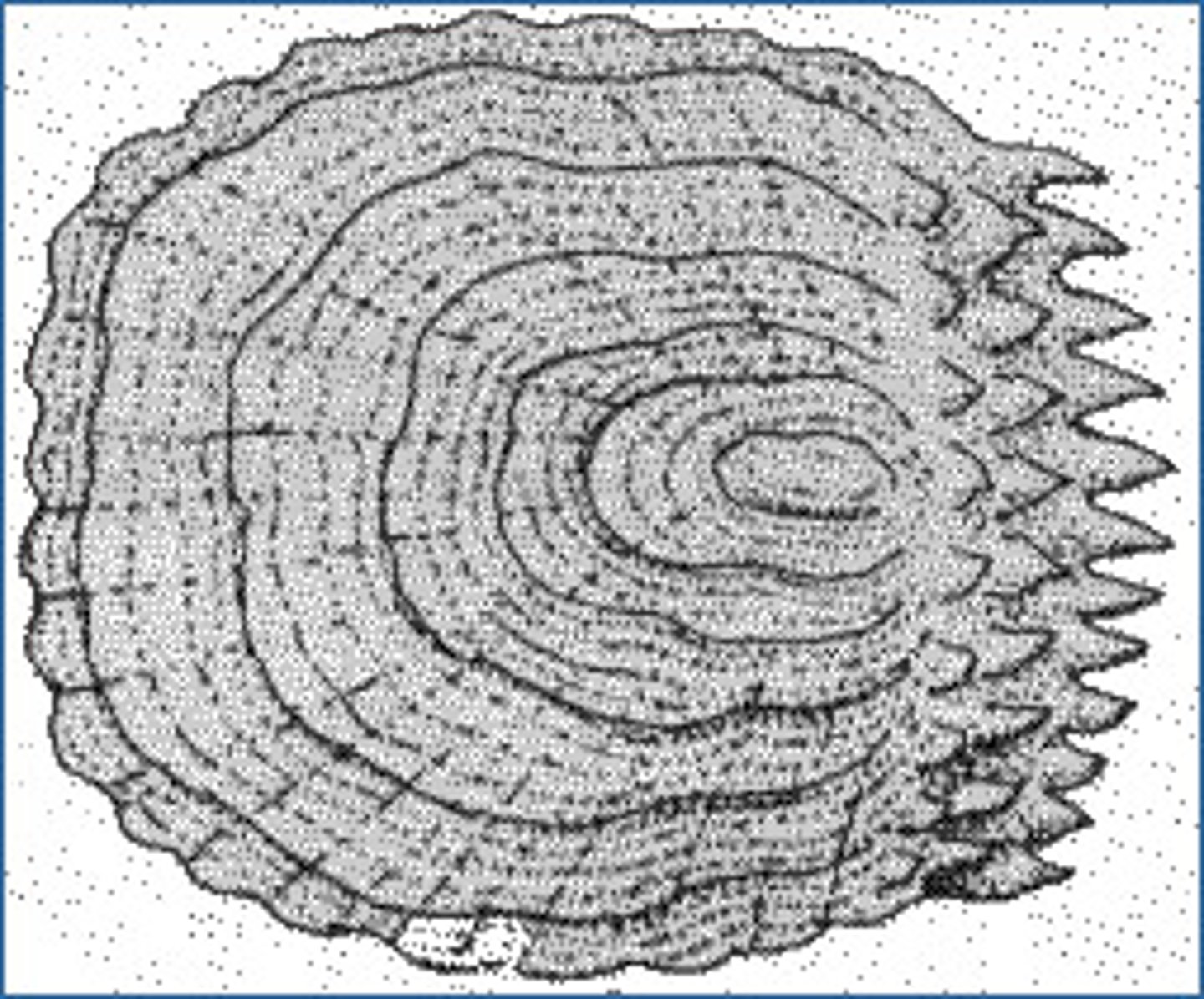 <p>thin flexible and overlapping scales in bony fish that have tiny spines</p><p>-have ctenii (teeth) on posterior region of scale that breaks up turbulence at high speeds</p>