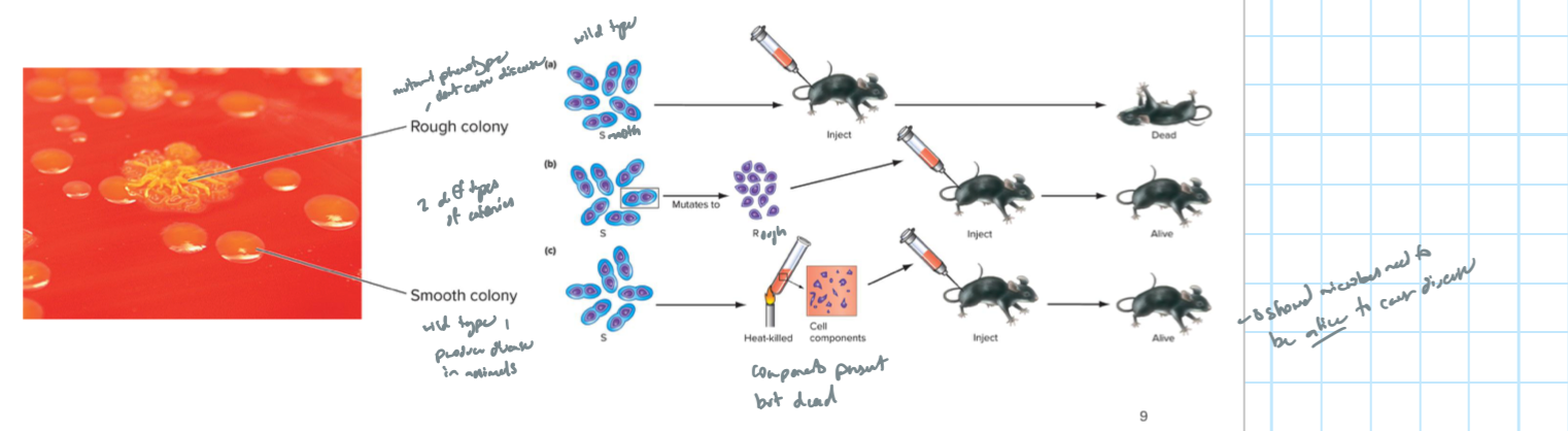 <p>microbes need to be ALIVE to cause disease</p>