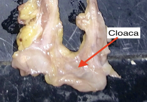 <p>cloaca</p>