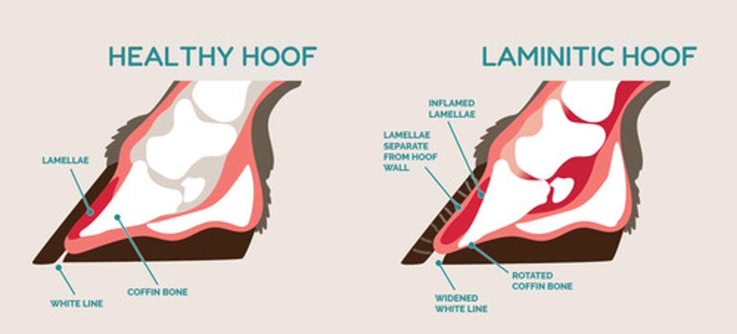 <p>-result of the disturbance of the corium of the claw</p><p>-most common noninfectious door condition in cows</p><p>-3 different forms: acute, subacute, and chronic</p>