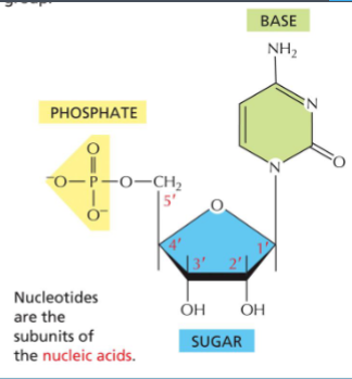 <p>the subunits of DNA and RNA.</p><p>made up of Sugar + base + <strong>1–3 phosphate groups</strong></p><ul><li><p>Nucleotides linked by <strong>phosphodiester bonds</strong></p></li><li><p>Bond forms between:</p><ul><li><p>5′ phosphate of incoming nucleotide</p></li><li><p>3′ hydroxyl of previous nucleotide</p></li></ul></li><li><p>Catalyzed by <strong>DNA or RNA polymerase</strong></p></li><li><p>Usually use <strong>triphosphate nucleotides</strong></p></li></ul><p><u>Other Roles :</u></p><ul><li><p>Store energy (ATP)</p></li><li><p>Cell signaling (cAMP)</p></li><li><p>Parts of coenzymes (CoA or coenzyme A)</p></li></ul><p></p>