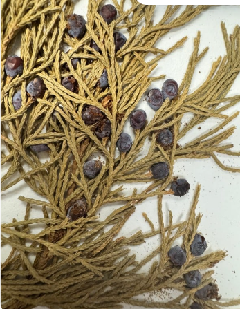 <p>What’s the genus and common name?</p>