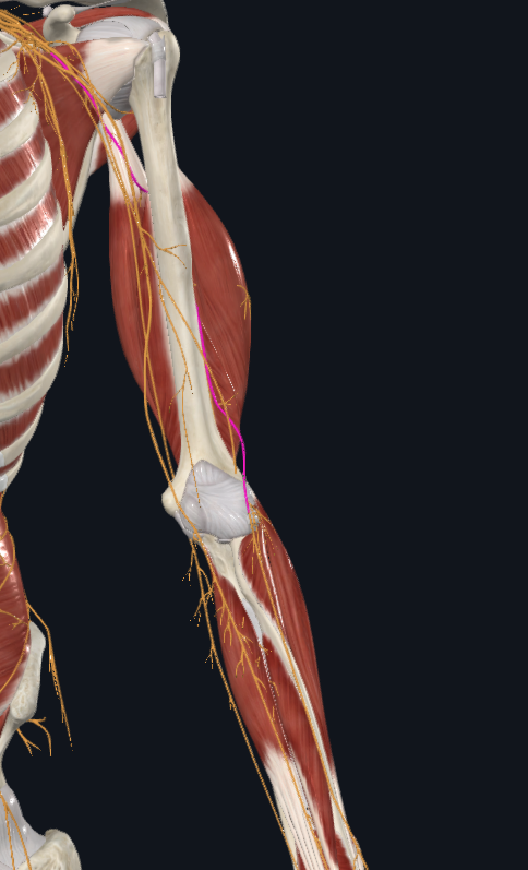 <p>What nerve is this</p>