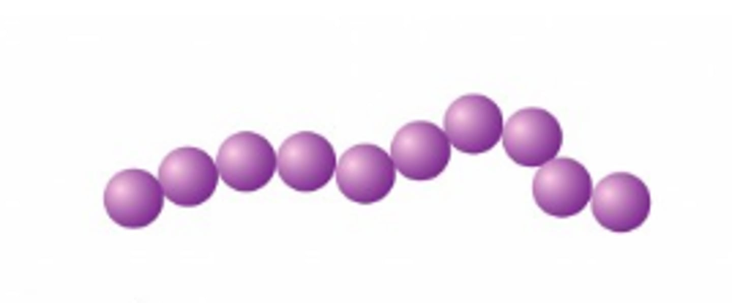 <p>streptococcus</p>