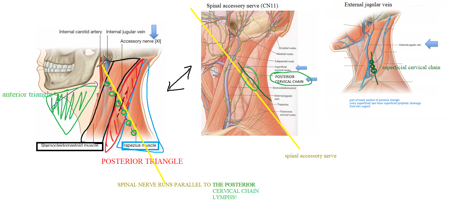 <p><span style="color: yellow"><strong>1) External jugular vein </strong></span><br>(drains into subclavian)<br><span style="color: red"><strong>- EJV paralleled by SUPERFICIAL cervical chain</strong></span></p><p></p><p><span style="color: yellow"><strong>2) Spinal accessory nerve (CN 11)</strong></span><br>- innervate SCM + traps<br><span style="color: red"><strong>- CN11 paralleled by posterior cervical chain</strong></span></p><p></p><p>3) Nerve plexus (not that important)<br>- brachial plexus = upper limb<br>- cervical plexus = neck<br>→ phrenic nerve = diaphragm</p>
