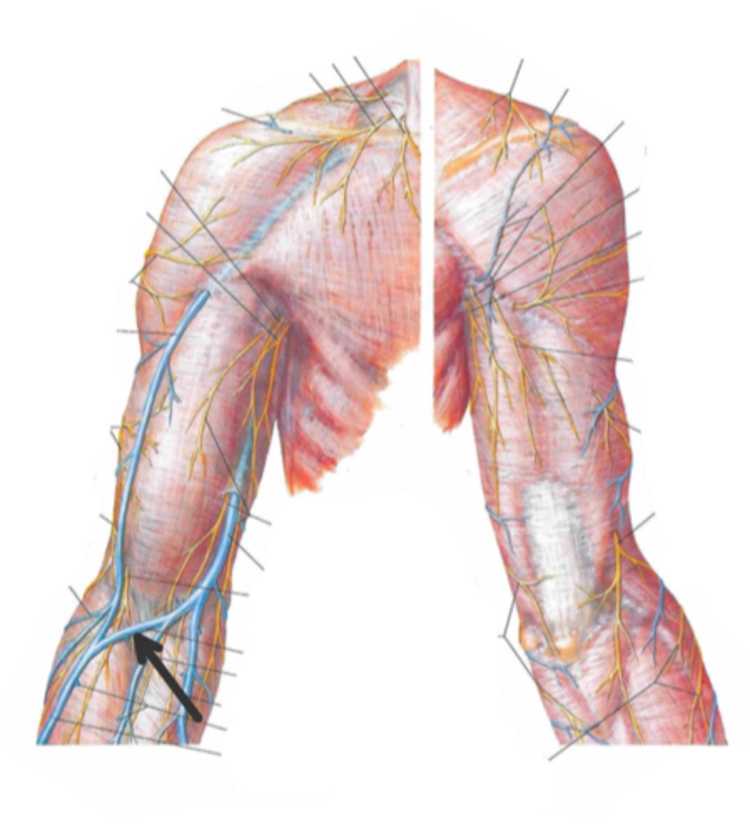 <p>identify the structure(s) indicated by the arrow</p>