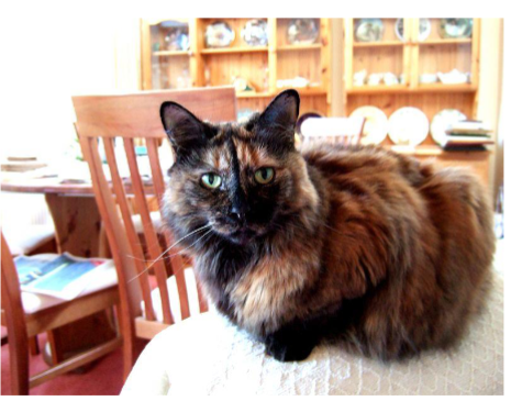 <p>What makes this cat 2 different colours</p>