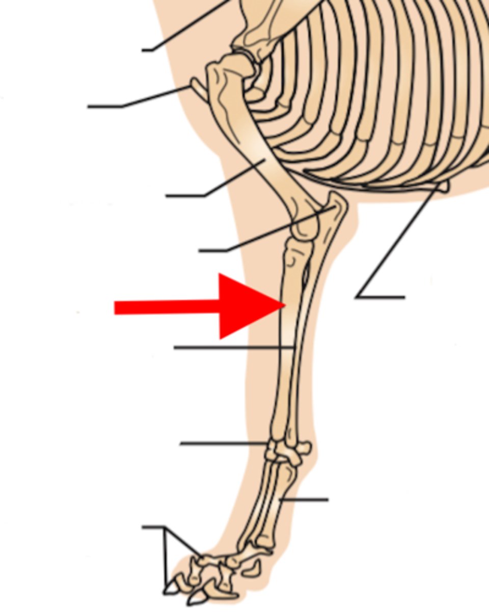 <p>main weight bearing bone of forearm, starts laterally and courses medially. has head and styloid process</p>