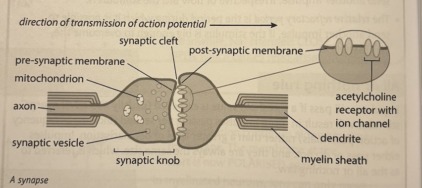<p>a chemical synapse exists as a 20nm gap between two neurones. the impulse is transmitted from one to the other by a neurotransmitter, which diffuses across the synaptic cleft from the pre-synaptic membrane to receptors on the post-synaptic neurone, triggering depolarisation in the post synaptic neurone. an example of a neurotransmitter used by the parasympathetic nervous system is acetylcholine </p><p>synapses have a number of different functions. they:</p><ul><li><p>transmit information between neurones </p></li><li><p>transmit information in one direction only </p></li><li><p>act as junctions</p></li><li><p>filter out low-level stimuli </p></li><li><p>prevent over stimulation of neurone and fatigue </p></li></ul><p></p>
