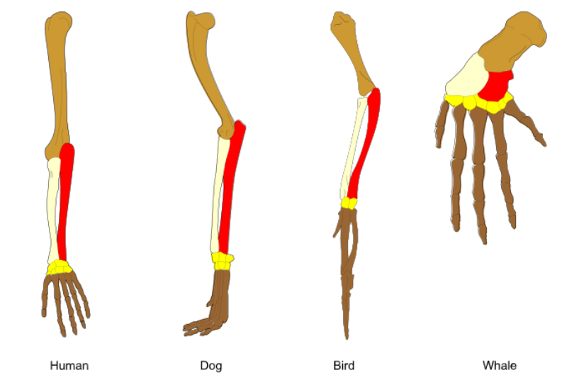 <p><span><span>the concept that different species share a common ancestor from which they have evolved over time. This idea is fundamental to the theory of evolution, as it explains the similarities and differences among organisms and how they adapt to their environments through evolutionary processes.</span></span></p>