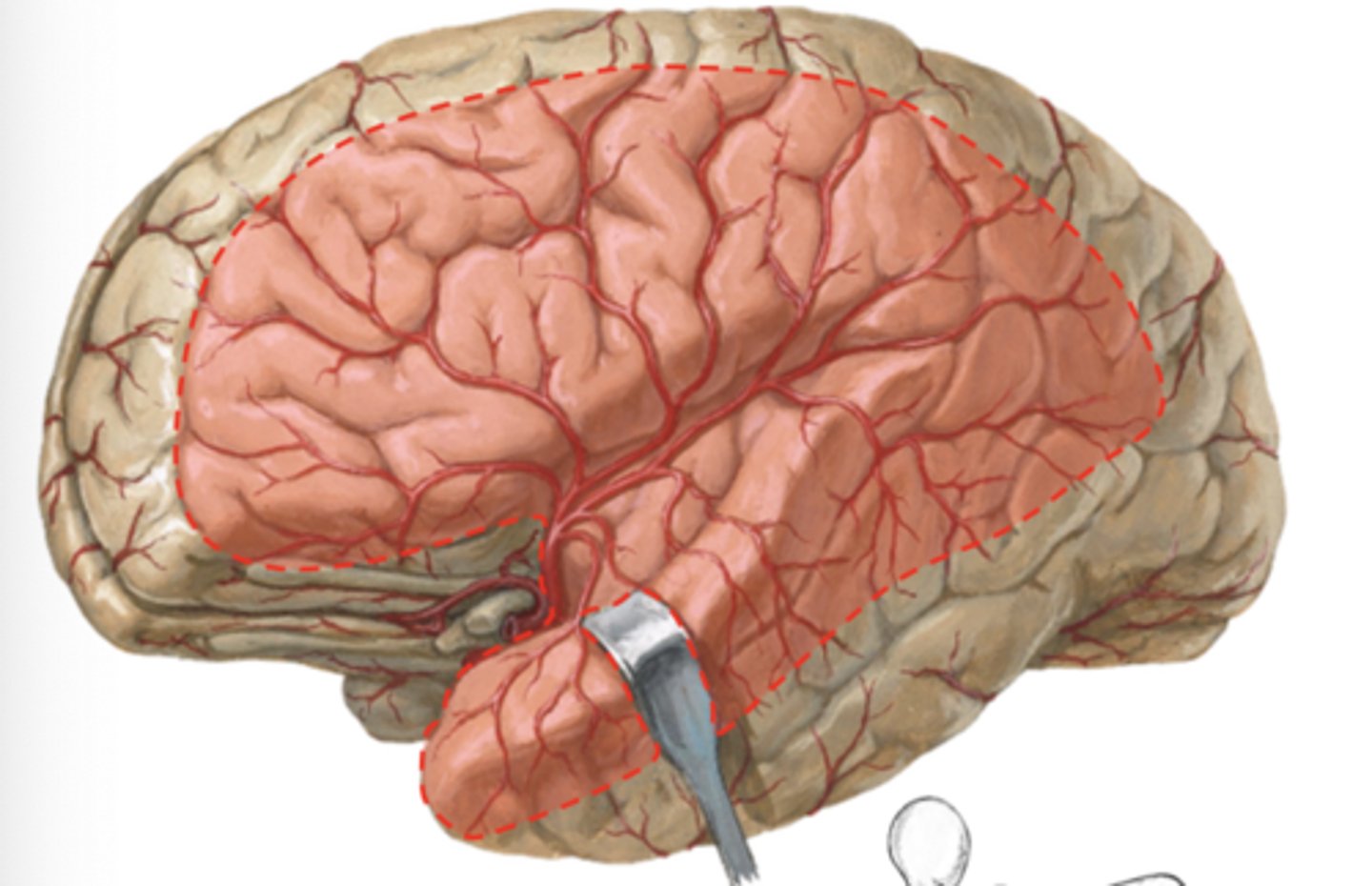 <p>Middle cerebral artery:</p>