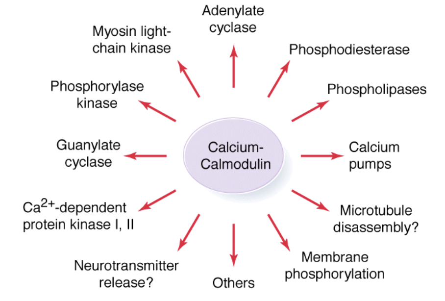 <ul><li><p>Ca<sup>2+</sup> plays a major role in regulation of cellular activity which includes: phosphodiesterase, calcium pumps, adenylate cyclase, and phosphorylase kinase</p></li></ul><p></p>