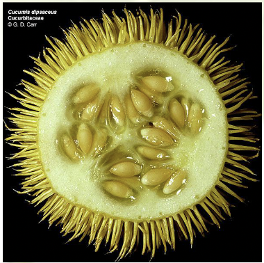 <p>Cucurbit family</p><ul><li><p>some are important commercial crops!(melon, cucumber, squash)</p></li></ul><p>Fruit characteristics:</p><ul><li><p>three chambers with row of seeds on the interior</p></li></ul><p></p>