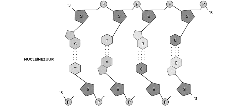 <p>Wat is de functie van nucleïnezuur?</p>
