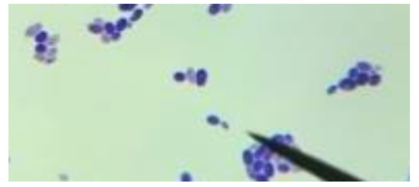 <p>unlike mold, yeast is a _____ _____</p>