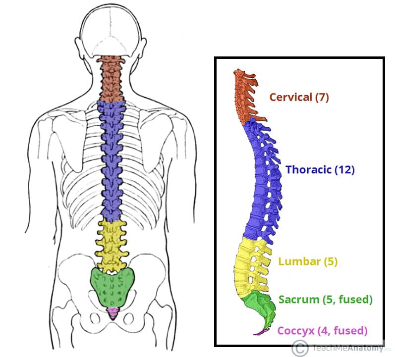 <p>posterior; Relating to the vertebrae, the individual bones that make up the spinal column.</p>