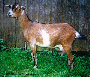 <p>cross between pygmy and nubian goats in us 1985. black stripe down the back. easy to handle and known for a high volume production of millk. milk is high in buterfat, and has a sweet taste that is ideal for making cheese and soap. quality meat that is milder in flavor compared to other goats.</p>