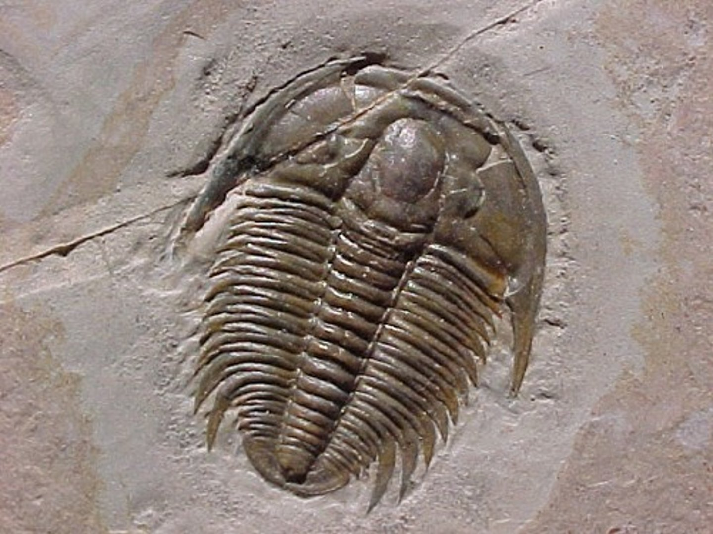 <p>Common Name: Trilobite.</p>