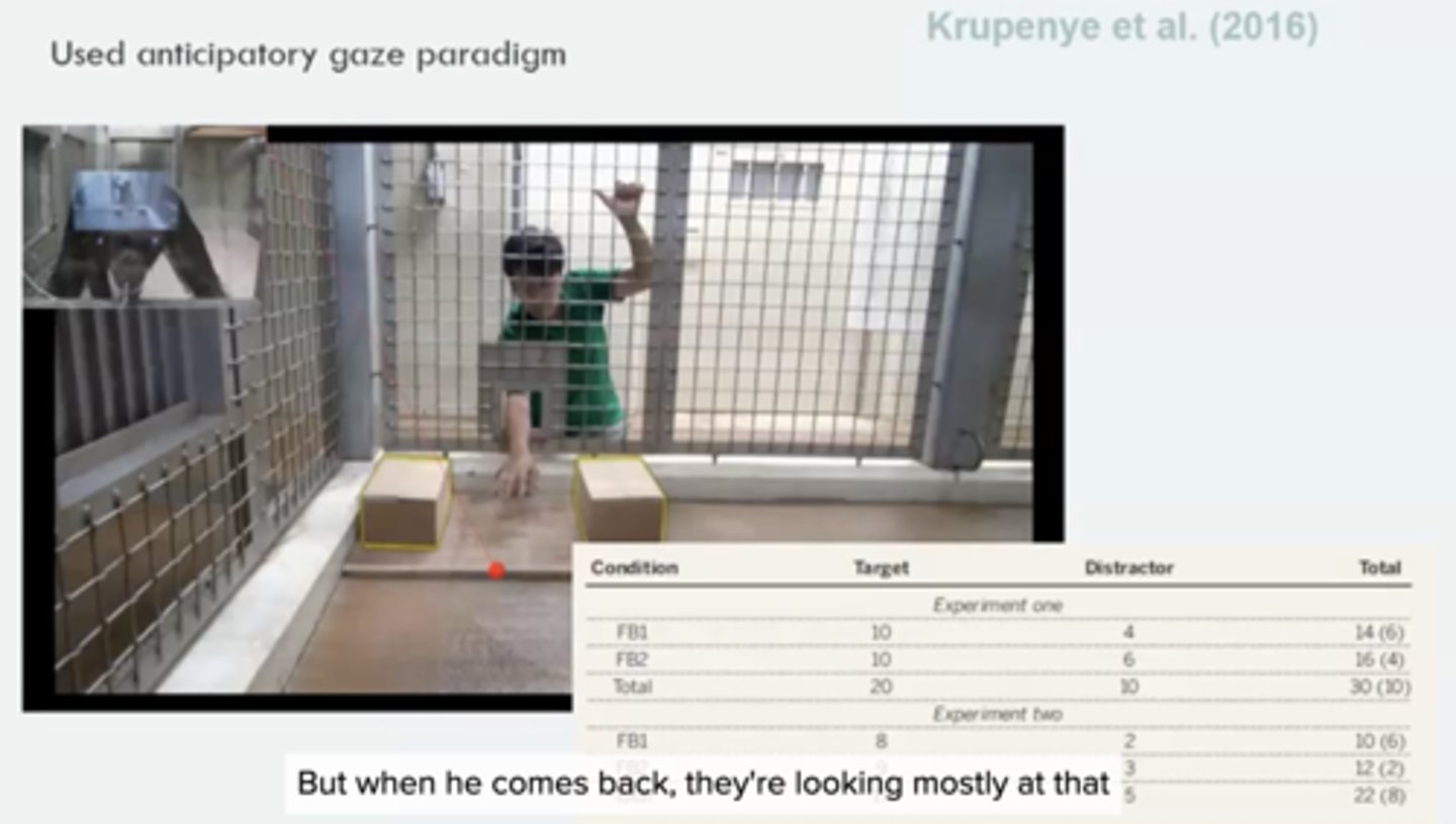 <p>chimps tend to look at target box (with toy in it)</p><p>- more of apes looked at box where guy in green shirt would have thought the toy was.</p>