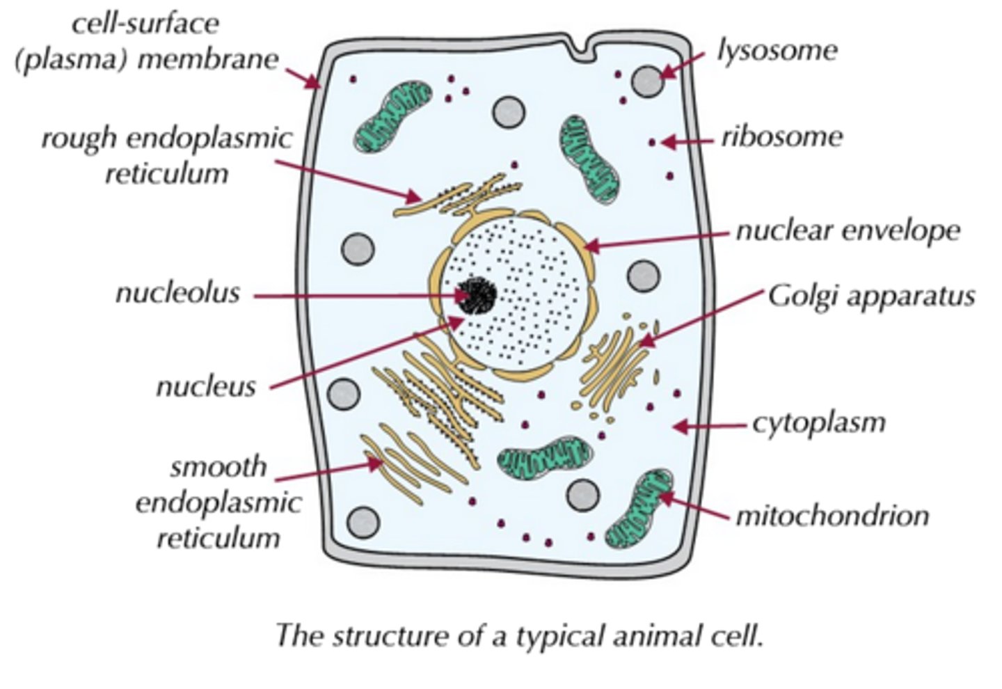 <p>- Eukaryotic cells are generally a bit more complicated than prokaryotic cells and have more organelles.<br>- Animal, plant, algal and fungal cells are all eukaryotic.</p>