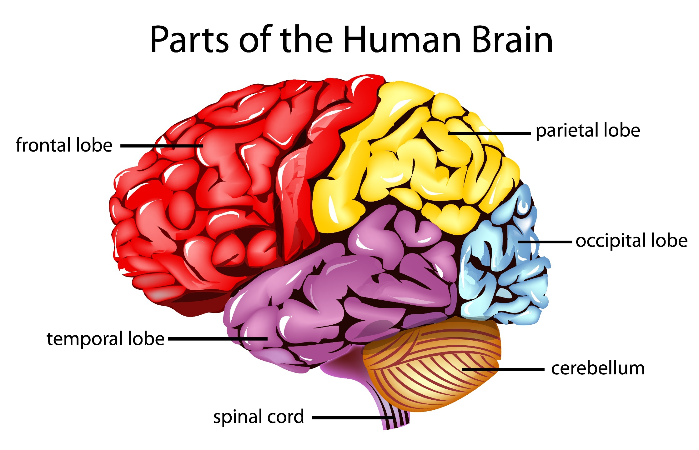 <ul><li><p>Frontal lobe: important for planning, controlling throughts and behaviour.</p></li><li><p>Parietal lobe: crucial for receiving information from the skin senses.</p></li><li><p>Temporal lobe: important for hearing and many aspects of language use.</p></li><li><p>Occipital lobe: crucial for processing visual information.</p></li></ul>