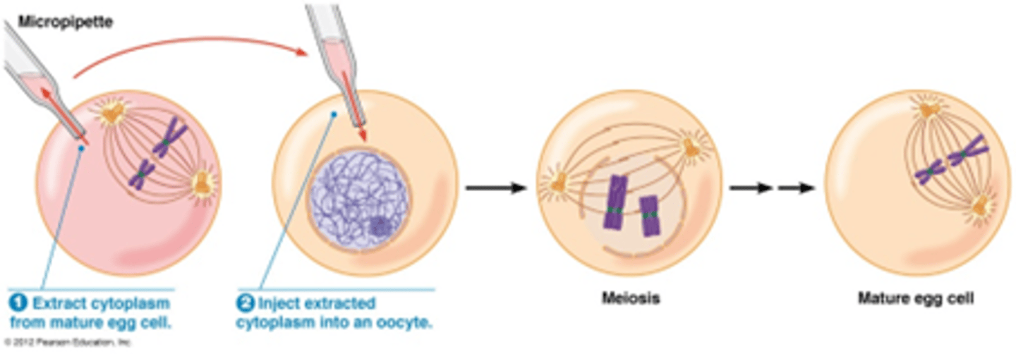 <p>injectie cytoplasma van rijpe oocyt in oocyt geblokkeerd in meiose induceert vervollediging van meiose (Mitosis Promoting Factor = MPF = Cdc2 + mitotische cycline)</p><p>(zie hoofdstuk 25)</p>