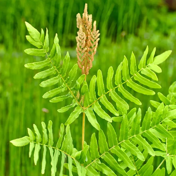 <ul><li><p>native, OBL</p></li><li><p>bi-pinnately compound frond</p></li><li><p>spores on individual central spikes</p></li></ul>