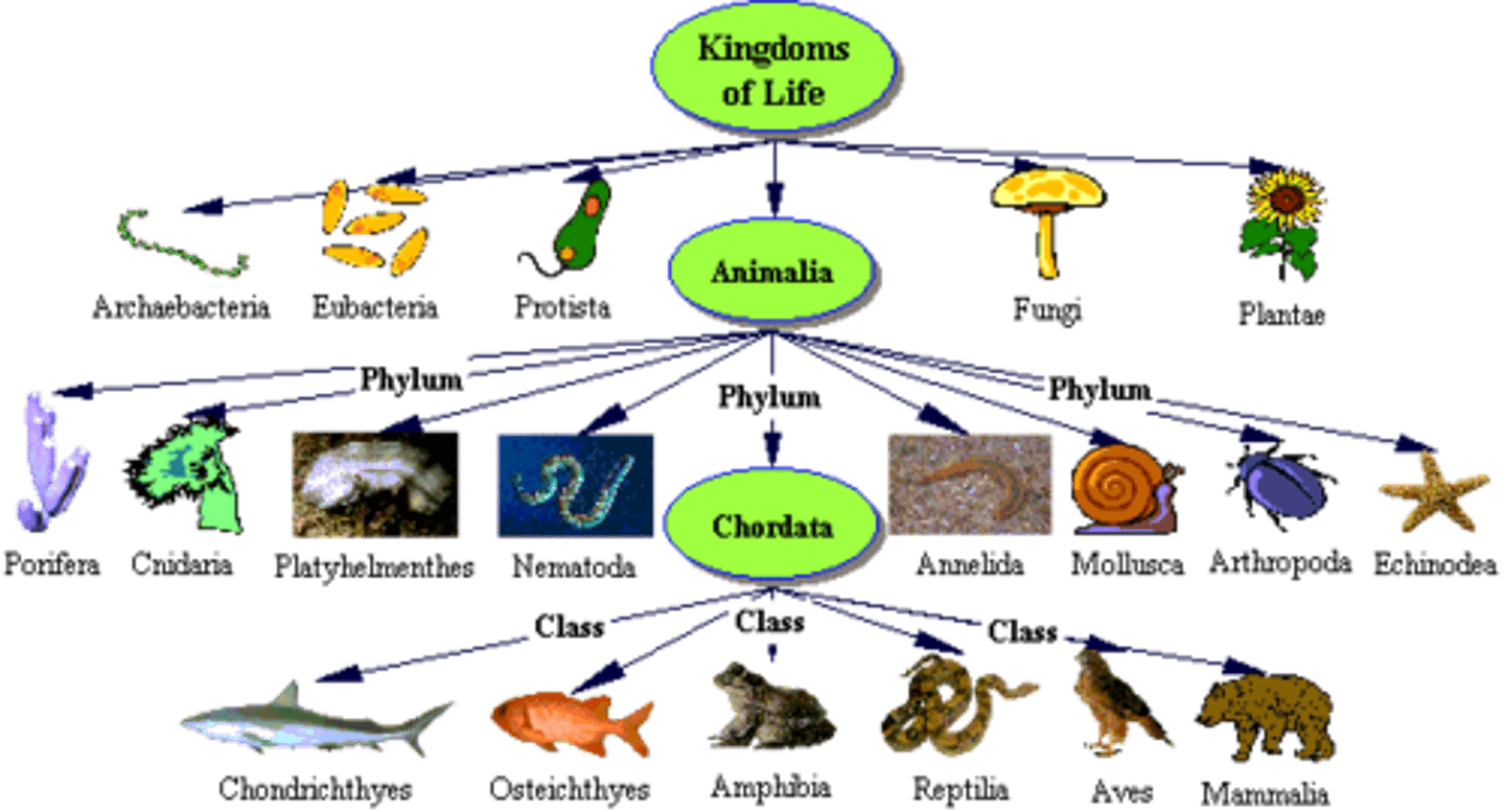 <p>a kingdom a of multicellular, eukaryotic organisms that are free-moving, and lack cell walls; classified under Domain Eukarya, Heterotrophic consumers</p>