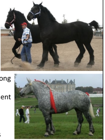 <p>HORSES: what is the breed. origin, color, body, traits, purpose?</p>