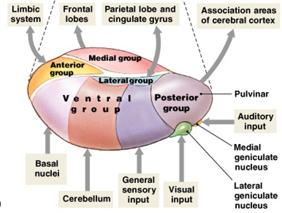 <p>Which part of the diencephalon:</p><ul><li><p>Filters ascending sensory information for primary sensory cortex</p></li><li><p>Relays information between basal nuclei and cerebral cortex</p></li></ul><p></p>