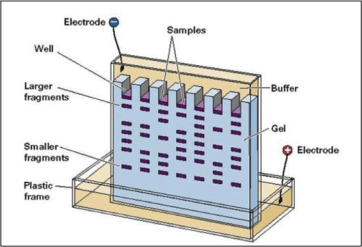 <p>method of separating various lengths of DNA strands by applying an electrical current to a gel</p>