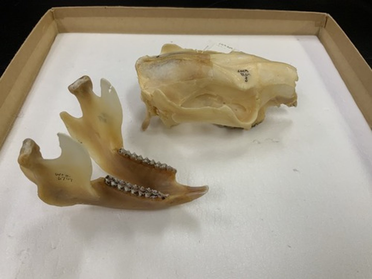 <p>Family, Order, Cohort, Infraclass, Subclass</p><p>-diprotodont (3I/3i); pyramid-like cusps</p><p>-parallel upper and lower teeth set</p><p>-robust zygomatic arch; blocky skull, tall jaw</p>