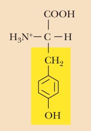 <ul><li><p>Polar, uncharged</p></li><li><p>Tyr, Y</p></li><li><p>α-COOH pKa: 2.2</p></li><li><p>α-NH3+ pKa: 9.1</p></li><li><p>R-Group pKa: 10.1</p></li></ul><p></p>