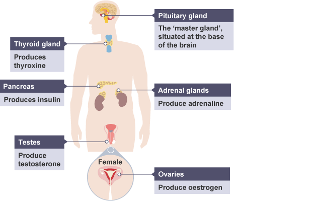 Hormones and the glands that produce them in the human body