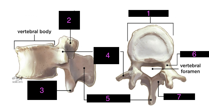 <p>name the numbered structures</p>