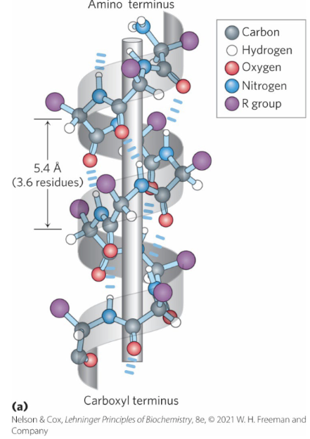 <p><span style="color: rgb(255, 255, 255);">• </span><span style="color: rgb(255, 255, 255);">Between the hydrogen atom attached to the electronegative nitrogen atom of residue n and the electronegative carbonyl oxygen atom of residue n + 4.</span></p><p><span style="color: rgb(255, 255, 255);"><br></span><span style="color: rgb(255, 255, 255);">• Confers significant stability.</span></p>
