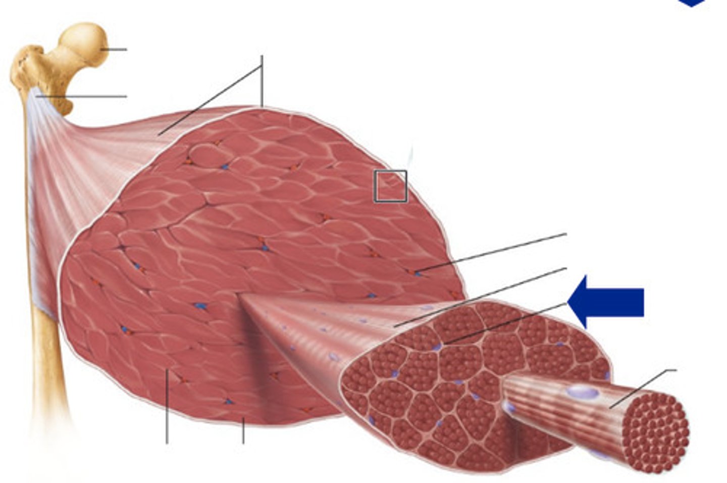 <p>Inside the muscle. The layer surrounding a muscle fiber.</p>
