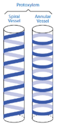 <p>First formed – lignin laid down in annular or spiral thickening arrangement – this does not restrict elongation of xylem as growth takes place</p>