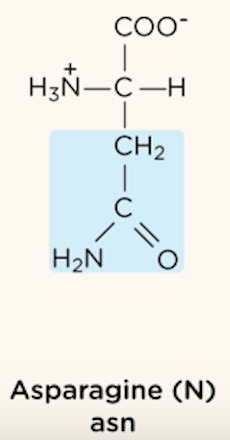 <p>polar, uncharged R group</p>