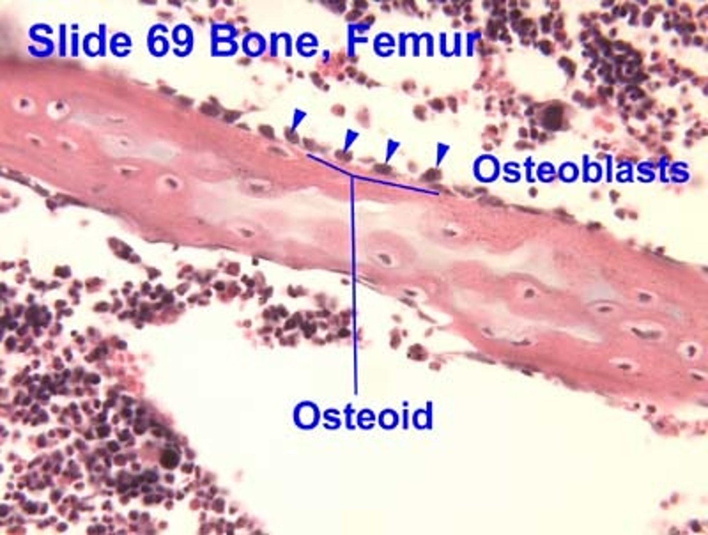 <p>bone forming cells</p>