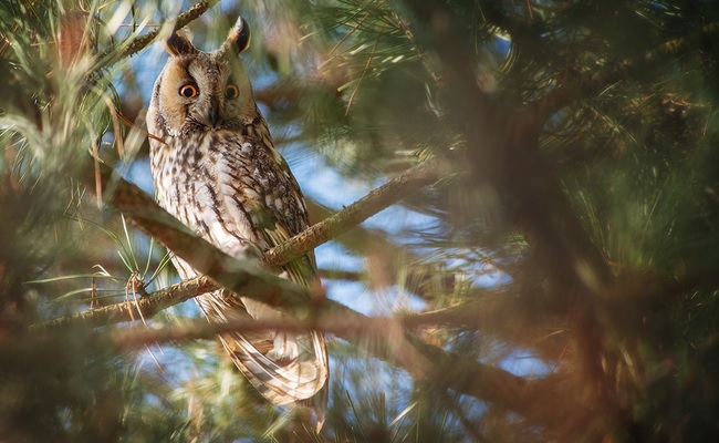<p>zařaď živočicha do systému</p><p>Třída - řád - čeleď - druh čeština (latina)</p>