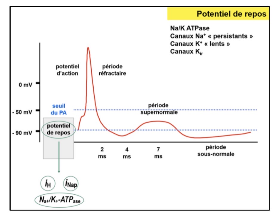 <p>Les canaux Kir (iH) et les canaux Na+ persistants (iNap), Les canaux K+ lents.</p>