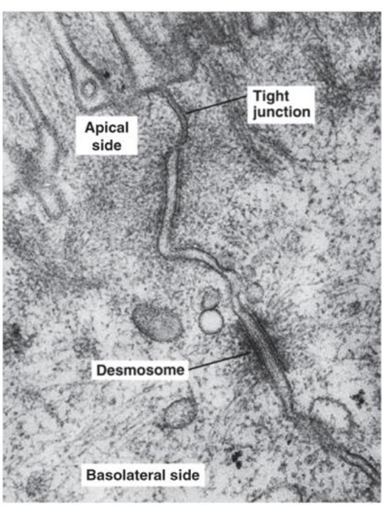 <p>linking cells</p><p><strong>-Desmosomes:</strong> strong attachment between cells or cells and connective tissue</p><p><strong>-Tight junctions:</strong> form a barrier (so water, etc. can’t pass through)</p><p>-<strong>Gap junctions: </strong>allow ions and some other molecules to pass</p>